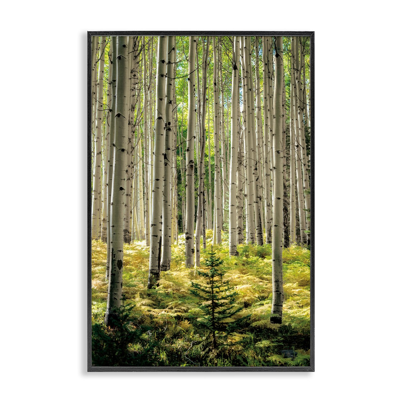 Stupell Industries Small And Tall Birch Forest Framed Giclee, design by D. Burt